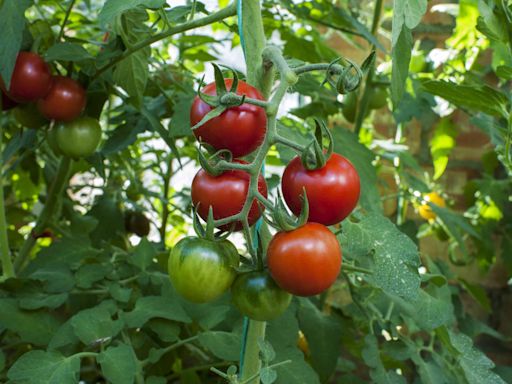 How To Prevent The Terrible Tomato Rot