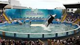 After 50 years in captivity, a plan to return Miami orca to 'home waters' is announced