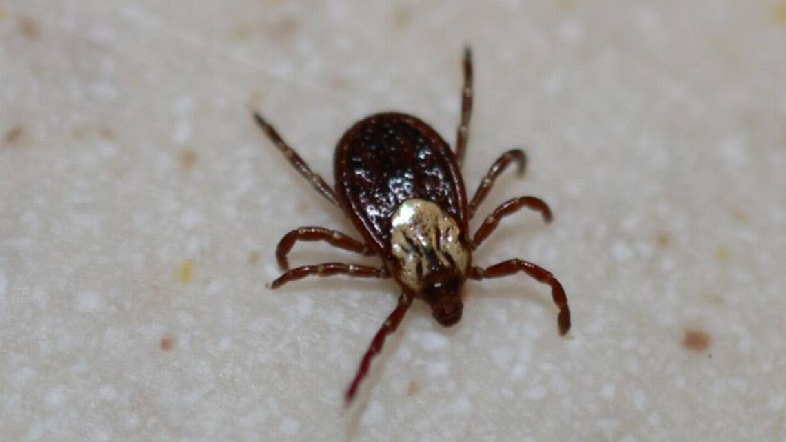 Ticks are on the rise in the Kansas City area. Here’s what to do if you get bitten