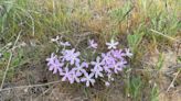 Badger Mountain Superbloom. Why are there so many wildflowers in Eastern WA this spring?