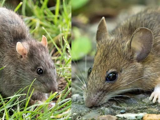 Rat Vs Mouse: Major differences, identification and more | - Times of India