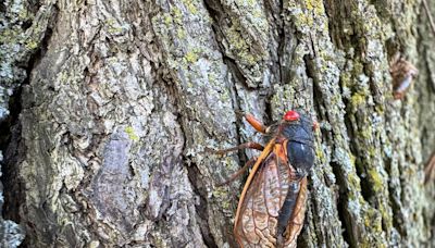 Unlike others parts of Missouri, Kansas City has dodged ‘Cicada-geddon’