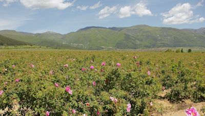 Warming Brings Early Bloom to Bulgarian Rose Fields