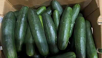 Untreated water used on cucumbers tied to salmonella outbreak that sickened 450 people in US