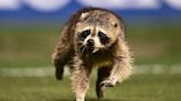Wild World of Sports: When Raccoons, Cats and Iguanas Upstage the Action