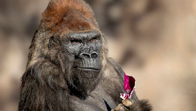 Winston, San Diego Zoo Safari Park‘s gorilla, dies at 52