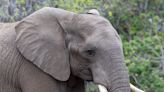 Watch this endangered teen elephant dancing and singing in the rain at the San Diego Zoo