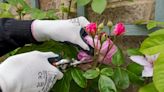 What is deadheading and is it really necessary?