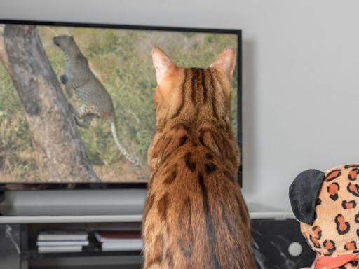 Why does my cat watch TV? An expert reveals the answer and whether it’s a healthy form of play