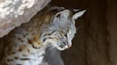 Bobcat on Aquarius Mountain tests positive for rabies, following 2023 attack