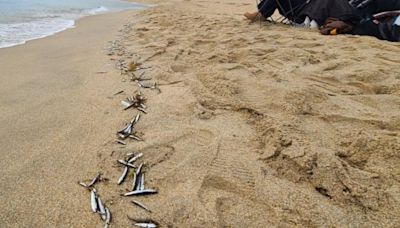 南韓海灘驚現「整排魚屍」 民眾擔憂：大地震前兆