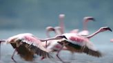 Flamingos Stop at Lake 'So Toxic It Can Burn Human Skin' In Their Search for Love (Exclusive)