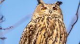 Flaco, Owl Who Escaped Zoo And Soared New York City Skies, Has Died