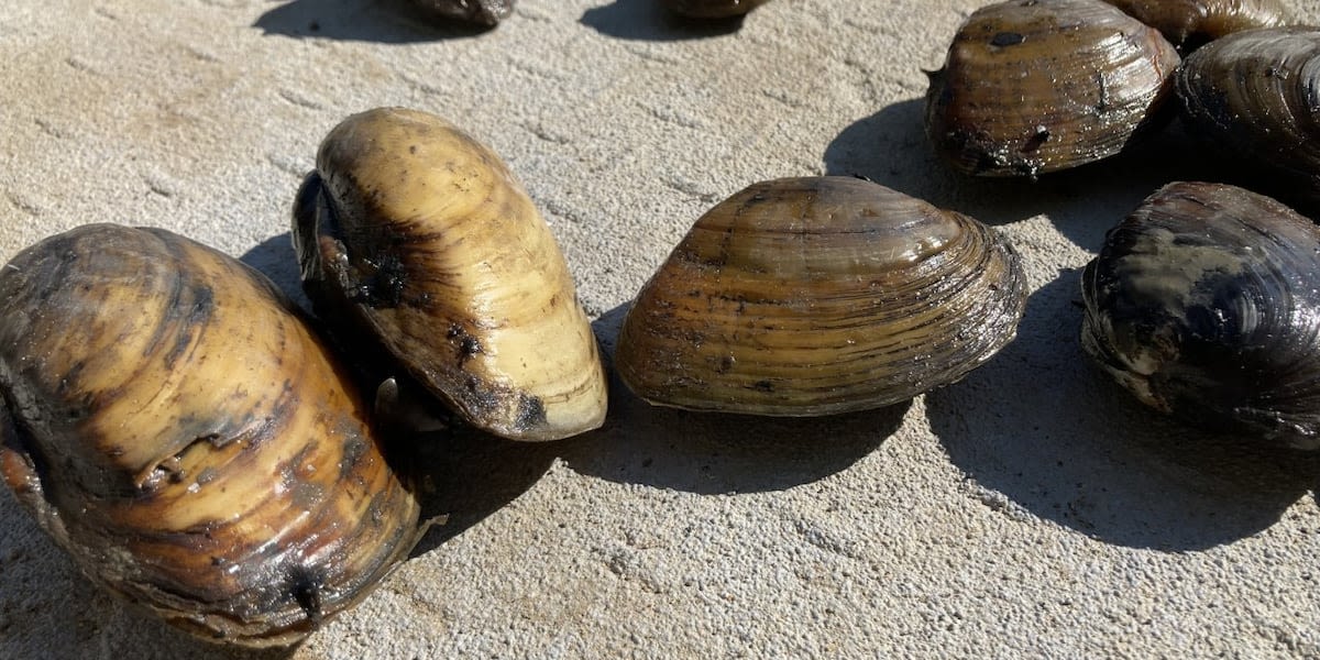 Marine toxins close mussel harvesting along entire Oregon coast