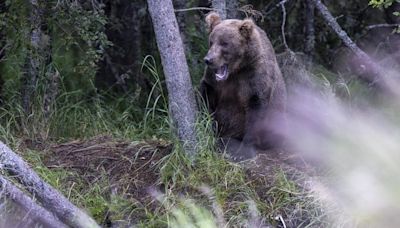 Muere una joven de 19 años frente a su pareja tras ser atacada y arrastrada hacia un precipicio por un oso