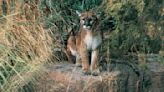 Colorado voters weigh a ban on hunting mountain lions as attitudes toward wild predators shift