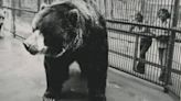 World's biggest bear 'Clyde' weighed over 2,000lbs and was 9ft tall