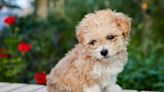 Maltipoo Puppies: Cute Pictures and Facts