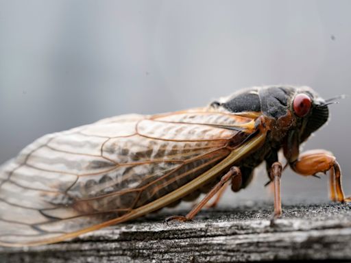 South Carolina sheriff: Stop calling about that 'noise in the air.' It's cicadas.