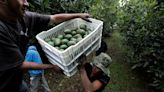 US suspends avocado imports from Mexican state due to security incident, local media says