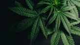 Scotts Miracle-Gro Marijuana-Focused Subsidiary Sales Decline 28%, CEO Confirms Deal In Works With RIV Capital - RIV...