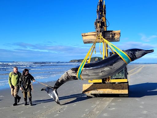 Rare whale species never seen alive washes up on New Zealand beach