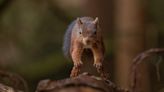 Red squirrels linked to spread of leprosy during medieval times