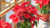 18 Christmas Flowers and Plants Perfect for Decorating and Gifting