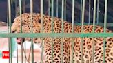 Uttarakhand: 15 killed by big cats this year, max in leopard attacks | Dehradun News - Times of India