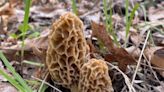 Lying, trespassing and hat wearing are essential parts of morel hunting