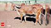 Gir Cow Breeders Urge FSSAI to Review A-2 Order | Rajkot News - Times of India