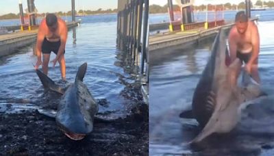 VIDEO: ¿Héroe o abusador? Hombre devuelve tiburón al mar para intentar montarlo