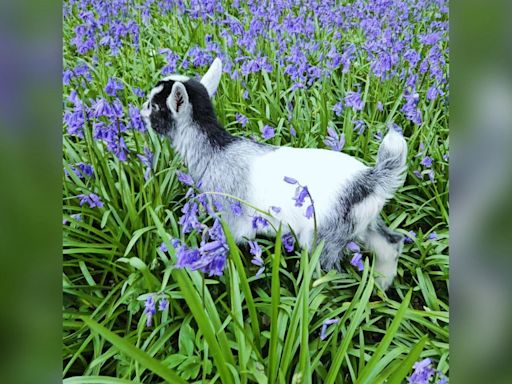 Baby pygmy goats stolen from farm