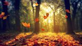 25 Beautiful Bible Verses About Fall