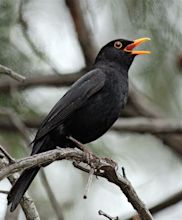 Common Blackbird - Canberra Birds