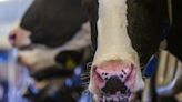 Earth Day 2024: NY dairy farms are committed to protecting the planet (Guest Opinion by Jon Patterson)