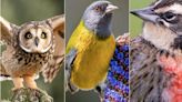 Pajareros lanzan guía con tremendas fotos y eligen a sus aves favoritas del Centro-Sur de Chile
