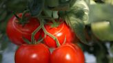 Tomates : l’astuce toute simple pour doubler votre rendement en juillet