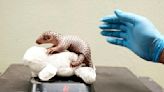 Prague Zoo celebrates birth of second critically endangered Chinese pangolin