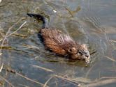 Muskrat