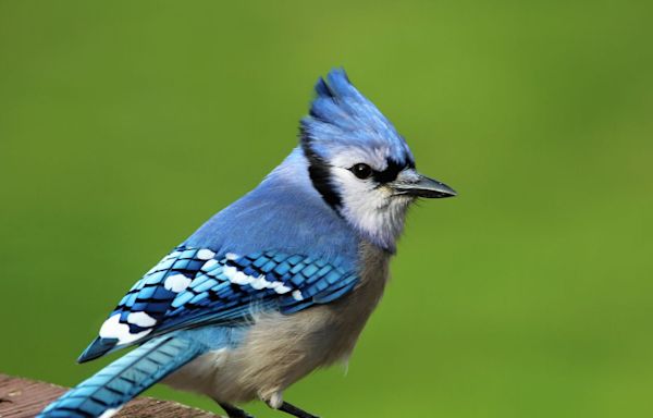 When You See a Blue Jay, It Could Be a Major Sign That You Need to Pay Attention