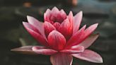 What Does the Lotus Flower Symbolize, Exactly? Experts Reveal Its Significance