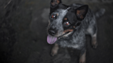 Deaf Australian Cattle Dog Enjoying July 4th Fireworks Is Just Too Sweet