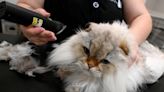 Can you groom a cat? New Bradenton businesses caters to fluffy felines