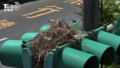 紅綠燈被鳥築巢佔據 稻草垂下擋燈號│TVBS新聞網