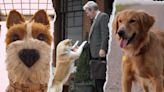 7 películas sobre perritos para celebrar el Día del Perro