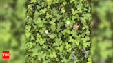 Optical Illusion: Spot the four-leaf clover hidden in this green lush under 20 seconds | - Times of India