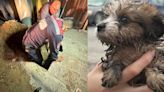 Rescatan a cachorro que pasó toda la noche atrapado en un drenaje de Nuevo Laredo
