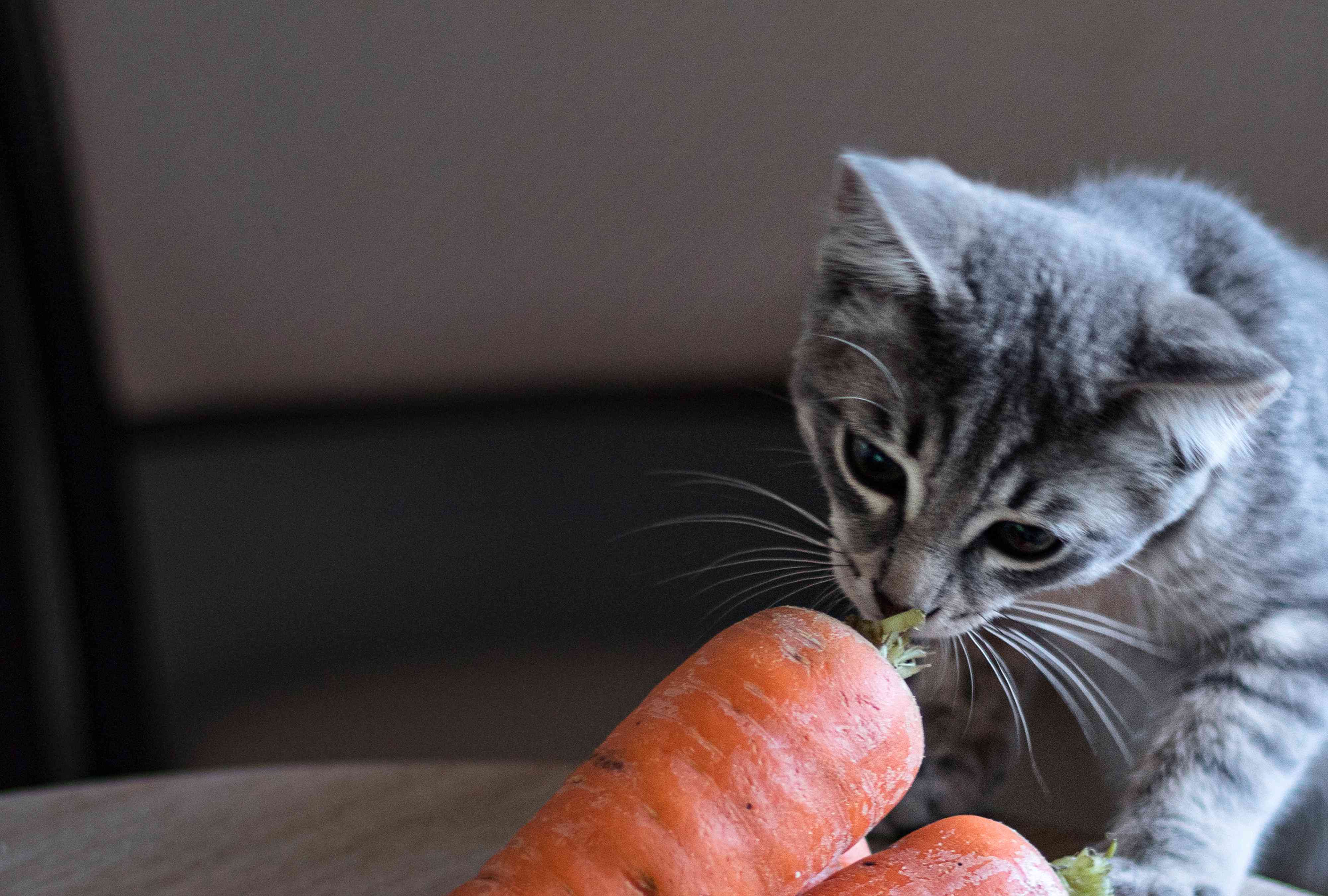 Can Cats Eat Carrots? How to Safely Feed This Vegetable To Your Feline