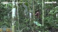 巴西亞馬遜最後「洞人」原住民逝世 種族宣告滅絕生前影片曝